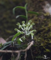 Robiquetia virescens Ormerod & S.S.Fernando